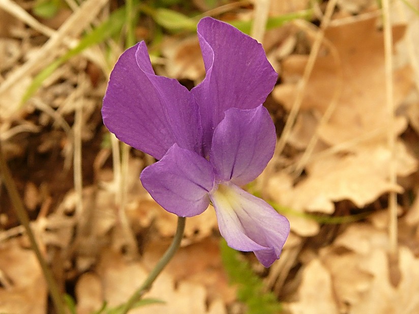 Viola merxmuelleri (=Viola graeca) / Viola greca